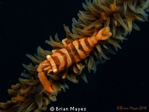 Whip Coral Shrimp (Pontonides unciger) by Brian Mayes 